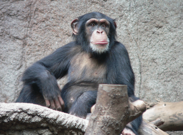 Wounda, le chimpanzé qui relance le débat sur l’intelligence animale
