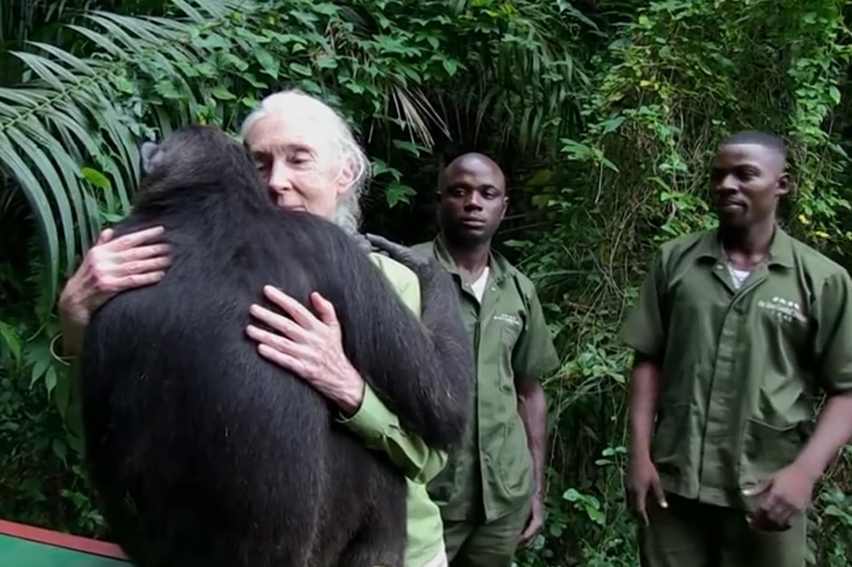 Wounda, le chimpanzé qui relance le débat sur l’intelligence animale 2