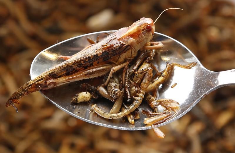 Manger des insectes comestibles - c’est bon pour la santé et pour la planète