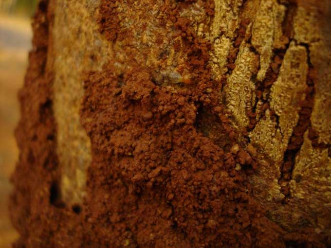 Le diagnostic termites, quand le faire et à quel prix