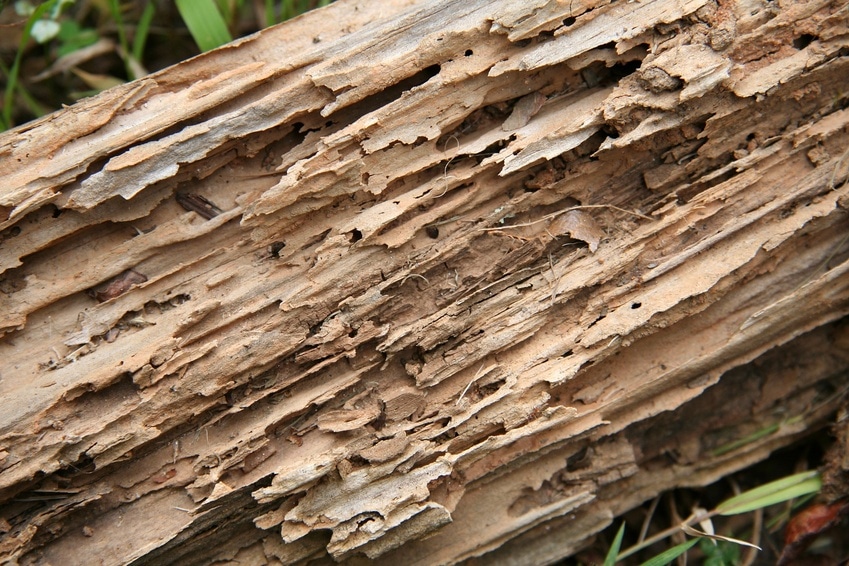 Le diagnostic termites, quand le faire et à quel prix